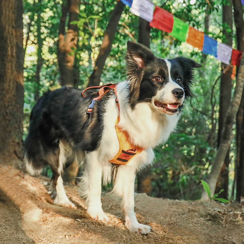 Masal Pati Göğüs Tasması 🐾